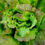 Lettuce close up